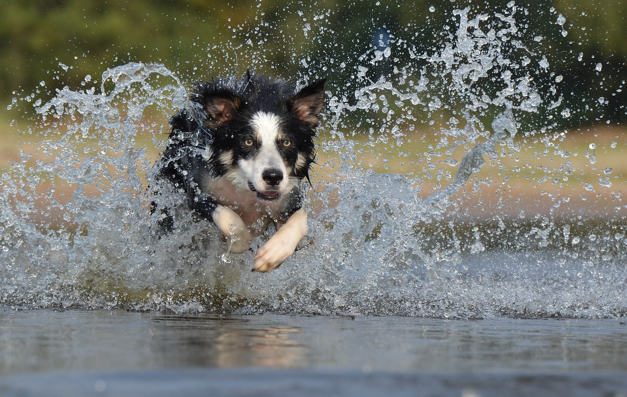 Border Collie - Rettungshund